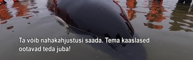 Reporter: Madalikule kinni jäänud mõõkvaal vajas heade inimeste abi