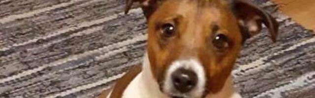 Hundi saagiks langenud koera omanik: meie kutsa kompenseerib riik