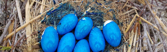 Kormoranimunade õlitamine andis tulemusi