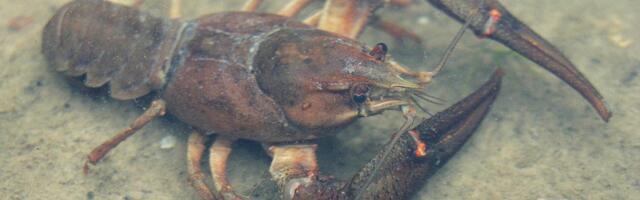 Keskkonnaameti vähipüügikontrollid avastasid kümneid rikkumisi