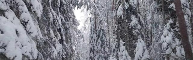 Juhani Püttsepp: vaalitud metsade vahel