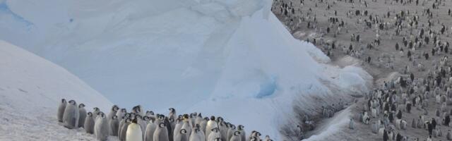 Teadlased tuvastasid satelliitpiltidelt neli uut keiserpingviinide kolooniat