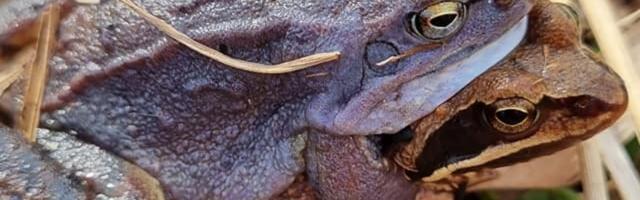 Kui märkad sinist konna, anna sellest teada