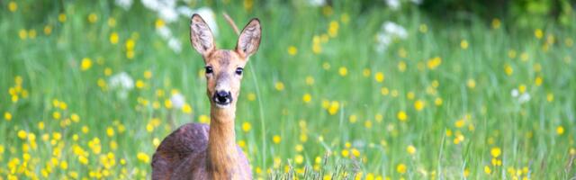 Suurkiskjate arvukus on viimase kümnendi rekordtasemel, kuid metskitsel oluliselt langenud