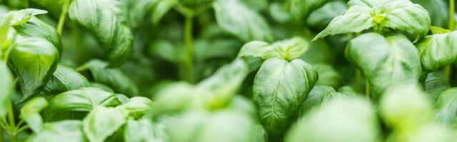 VIDEO | Miks poest ostetud basiilik kodus ruttu ära närbub? Aasta parim taimekasvataja teab, kuidas seda vältida