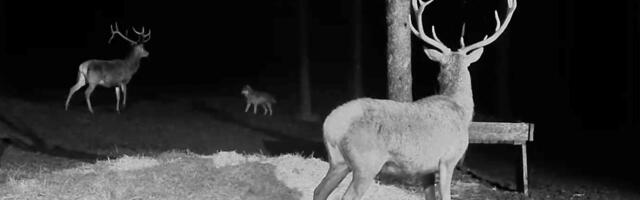 VIDEO | Ülimalt haruldane vaatepilt: Saaremaal tulid hundid hirvepulle noolima