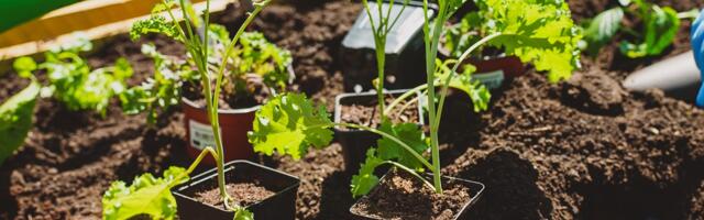 Lasnamäel algab botaanikaaia ehitamine