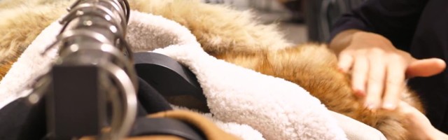 Reporter: Täna on rahvusvaheline karusnahavaba päev!