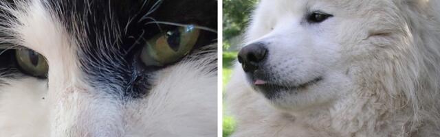 Ärge unustage oma lemmikut kiibistada