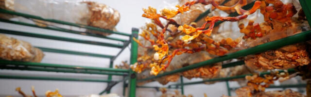 В Эстонии есть места, где грибы растут круглый год