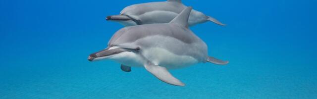 Fakt teadust päevas: kas delfiinid magavad?
