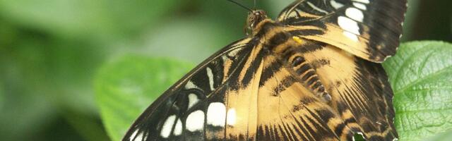 Seni täielikult inimese eest peidus olnud maailm_ loomad kuulevad taimede hääli