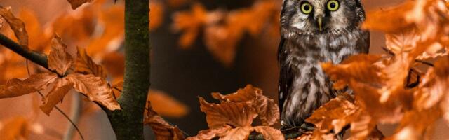 Silmade eest targalt hoolt kandes on sügis helgem