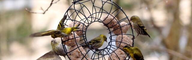 Lisatoit muudab aialindude elu talvel paremaks