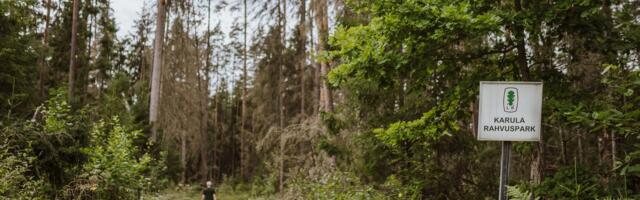 Andmed näitavad: riik lubab kaitsealadel ulatuslikke raieid