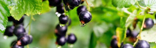 Teadusest poeletile: arendustöö tulemus jõudis turule mustasõstra marmelaadina