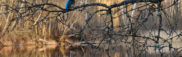 Fotolugu: jäälind Emajõe ääres