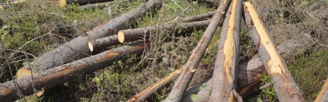 Kodanikuühendused: RMK tegevus kasvatab kuuse-kooreüraski populatsiooni metsades