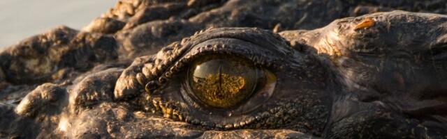 Hammustas vastu! Austraalia talunik elas krokodillirünnaku üle erakordsel moel