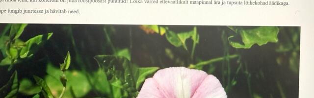 Hoiatus! Internetis levib kahtlane ja vigadest kubisev aiandusnõuandeid jagav veebileht