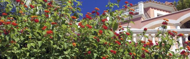 Lantana  simbol snage i vedrine: Kako ova biljka unosi luksuz i tropski duh u urbane bašte