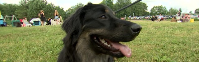 Reporter: Peeglike, peeglike seina peal, kes on kauneim koerake?