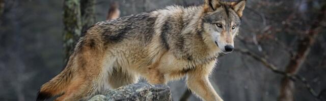 Saare hundid pääsevad küttimisest