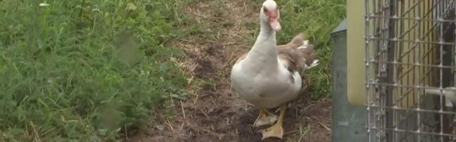Eestis on suurenenud linnugripi ja sigade Aafrika katku oht