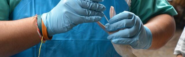 Mis on veterinaarias kaskaad ja kuidas see mõjutab loomade ravi?