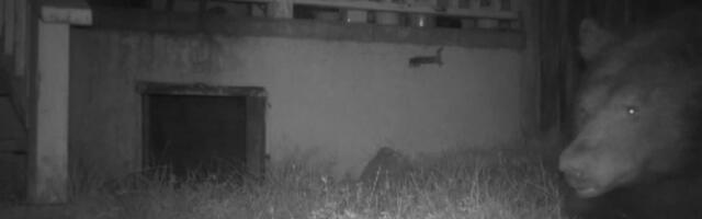 VIDEO | Karu kolis paarikese keldrisse