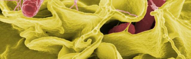 CDC slashed food safety surveillance, now tracks only 2 of 8 top infections