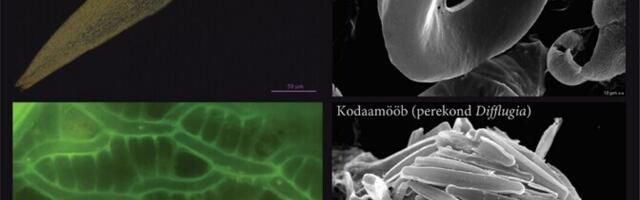 Poola soo turbakihid tõid ilmsiks Kesk-Euroopa kliimaajaloo