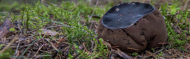 Metsateadmiste mõõduvõtus sai tulemused kirja üle 7000 õpilase