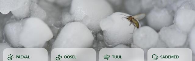 ILMATEADE | Madalrõhkkonna serv toob Eestisse rahet, äikest ja öökülma