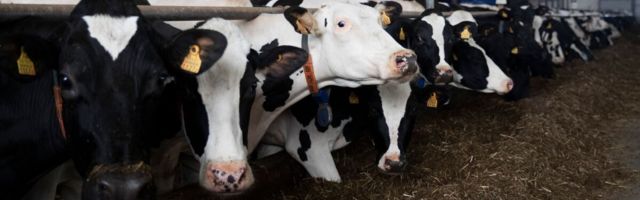 Välismaalase töötamise seaduslikkuse eest hakkab vastutama tööandja