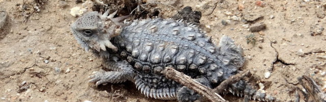 Loomariigi tõelised ellujääjad: sisalik, mis pritsib kiskja peletamiseks silmadest mürgist verd