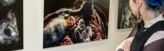 FOTOD | Pärnus avati FotoFest 2025 „Orgaanika | mehaanika“ 