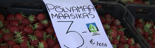 Reporter: Eesti maasika ostja saab ikka kohalikel põldudel küpsenud marju või on oht petta saada?