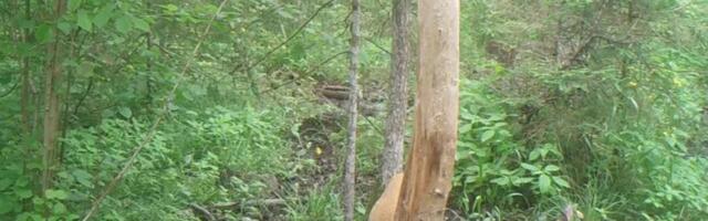 FOTO | Ebatavaline vaatepilt: rajakaamera ette sattus metskits kolme järglasega