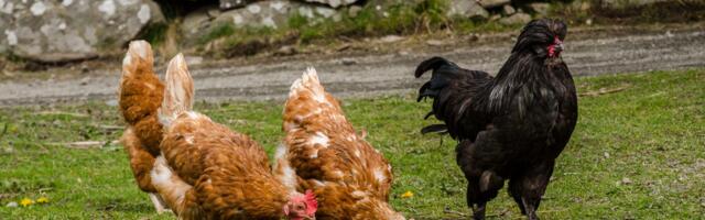 Viimsi hobilinnupidaja kanadel avastati linnugripp