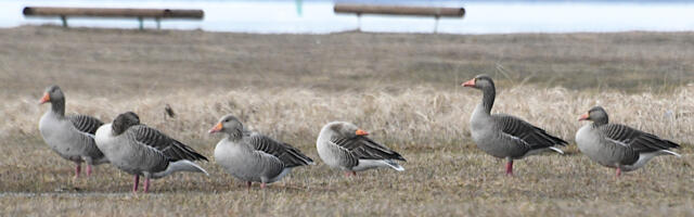 Ornitoloogiaühing ootab teateid saabuvatest rändlindudest