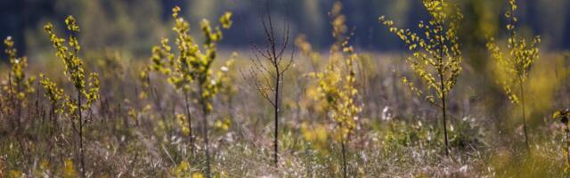 Veeberite metsaäri pääses esialgu 120 000 puu välja juurimisest