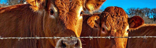 Eestimaa lood ilma maskita. Lugu 2. Elektri hind ja “koroona”.