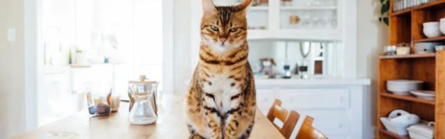 Kuidas teada kas Cats Best kassiliiv on sinu jaoks parim?