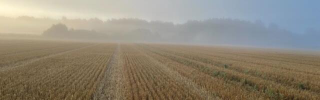 Paul-Techi põllujaam: koristuseelsed vihmad alandasid saagi kvaliteeti
