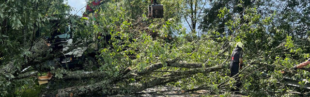 Kanepi vallas kukkus teele suur puu