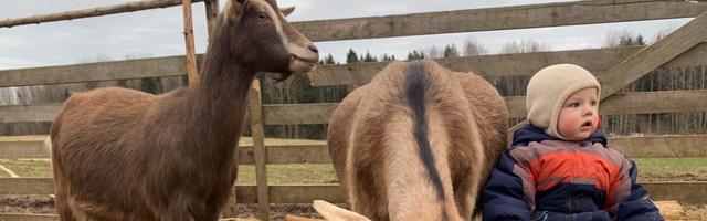 Mart Kase: reeglite märts