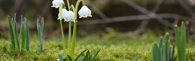 17. märts: Jäära mõistus on vahe kui nuga, Vähk saab teada peresaladuse