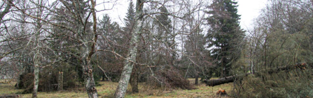 PANEME KÄED KÜLGE! | Käinas Lõokese hotelli ees olev park vajab hädasti hoolt