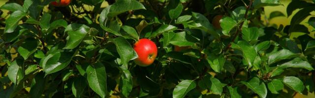 Alustatakse õunajääkide häkkimisega